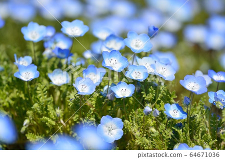 喜林草 喜林草 64671036