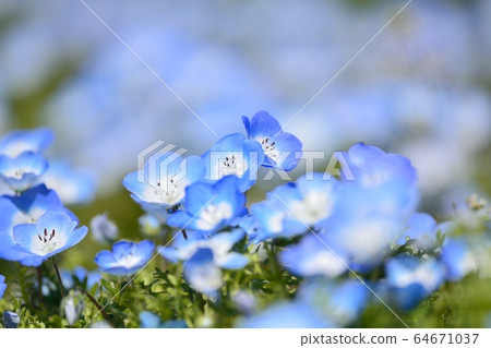 喜林草 喜林草 64671037