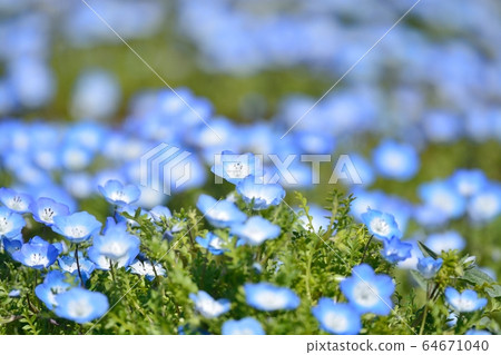 Nemophila Nemophila 64671040