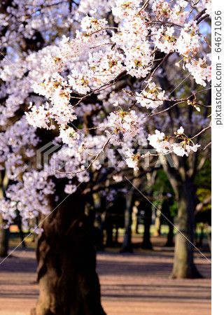 Sakura of Yoyogi Park shining in the blue sky 64671056