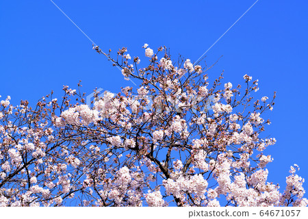 Sakura of Yoyogi Park shining in the blue sky 64671057