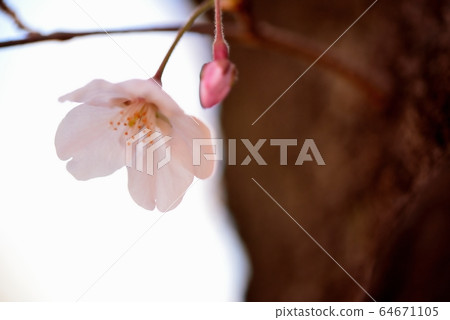 Sakura of Yoyogi Park shining in the blue sky Sakura of Yoyogi Park shining in the blue sky 64671105