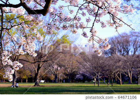 Sakura of Yoyogi Park shining in the blue sky 64671106