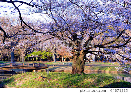 Sakura of Yoyogi Park shining in the blue sky 64671315