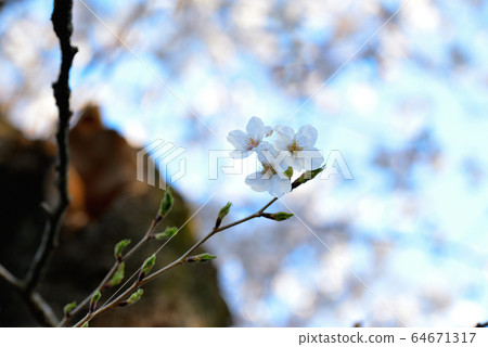 Sakura of Yoyogi Park shining in the blue sky 64671317