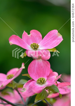 Hanamizuki盛開（N） 64672364