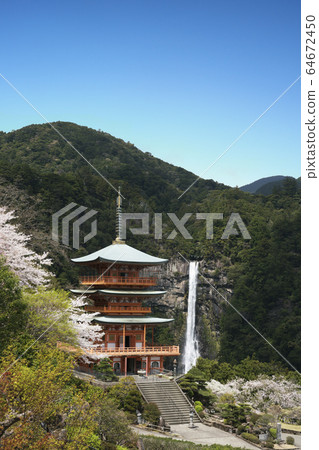 Sakura blooms Nachi waterfall distant view 64672450