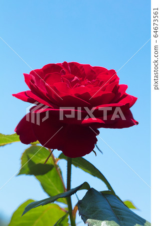 Red Rose Flower Red Rose Flower 64673561