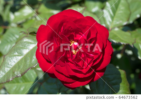 Red Rose Flower Red Rose Flower 64673562