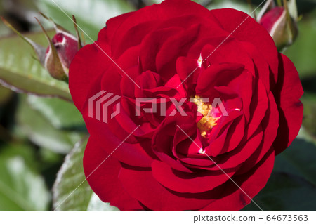 Red Rose Flower Red Rose Flower 64673563