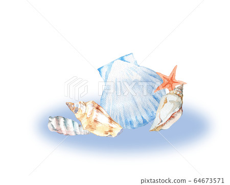 貝殼水彩 64673571