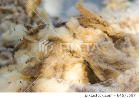 raw wool fleece just sheared before being spun 64673597