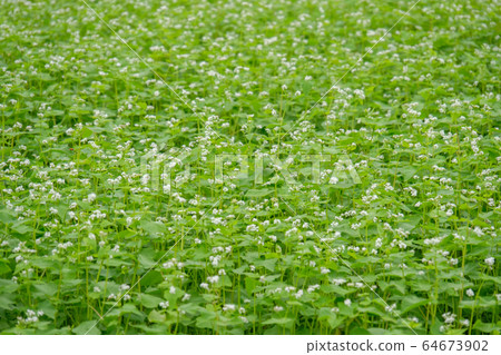 Soba flower Soba flower 64673902