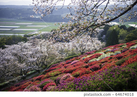 花 花 64674018