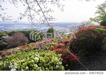 Flowers Flowers 64674026