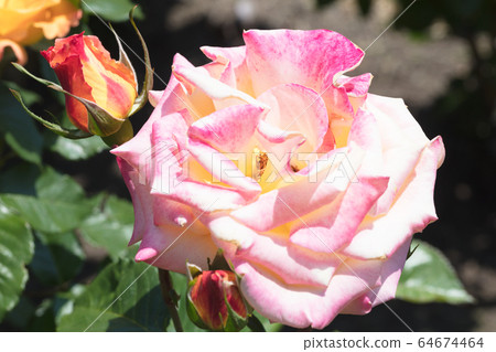 Red and yellow rose flower 64674464