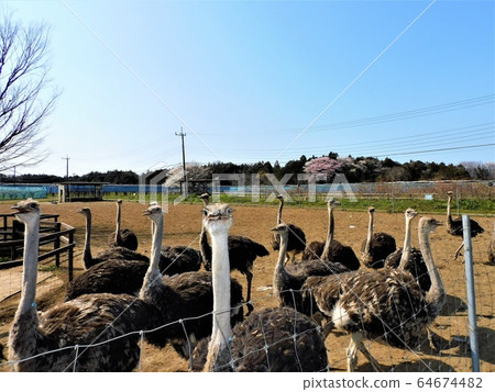 Ostrich Kingdom Ishioka Farm-A lot of ostriches are worth seeing! 64674482