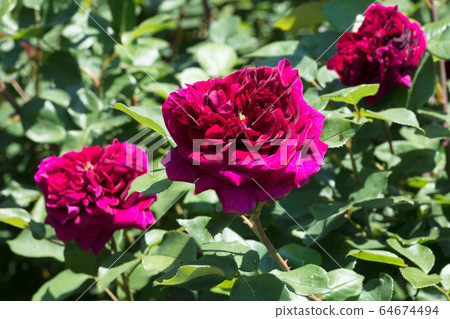 紅玫瑰花 64674494