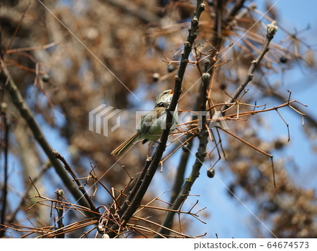 Uguisu Twitter 64674573