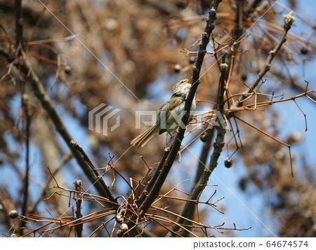 Uguisu Twitter 64674574