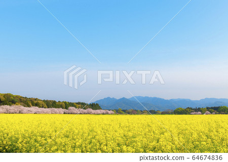 Rape blossoms and cherry blossoms, Saitobaru Burial Mounds copy space 64674836