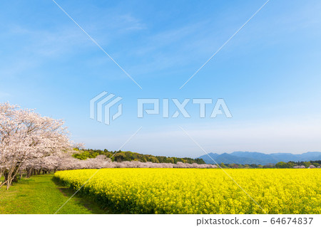Rape blossoms and cherry blossoms, Saitobaru Burial Mounds copy space Rape blossoms and cherry blossoms, Saitobaru Burial Mounds copy space 64674837