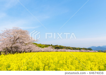 Cherry blossoms and rape blossoms in full bloom Saitobaru Burial Mounds Cherry blossoms and rape blossoms in full bloom Saitobaru Burial Mounds 64674838