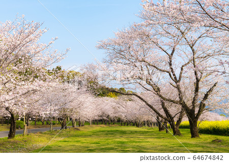 Cherry blossom trees in full bloom Cherry blossom trees in full bloom 64674842