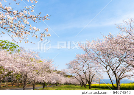 Cherry blossom trees in full bloom Cherry blossom trees in full bloom 64674843