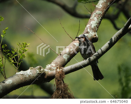Bulbul / spring 64675040