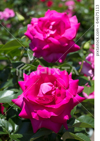 Red Rose Flower 64675113