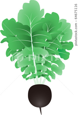 Black radish 64675116