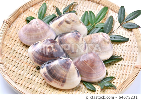 Large clams, clams, clams, shellfish, high-quality seafood ingredients, produced in Chiba Prefecture. It is in an unheated state. Large clams, clams, clams, shellfish, high-quality seafood ingredients, produced in Chiba Prefecture. It is in an unheated state. 64675231