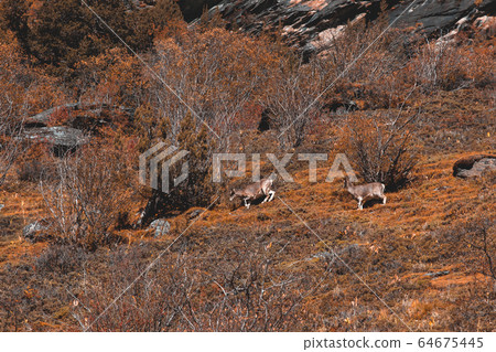 Chamois, Rupicapra rupicapra, on the rocky hill, 64675445