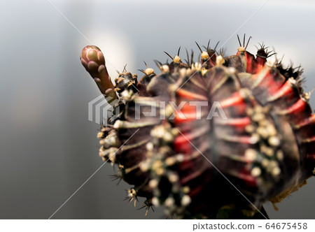 Colourful cactus Gymnocalycium mihanovichii 64675458