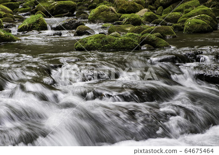 Nature  64675464