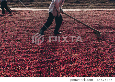 Coffee beans drying in the sun. Coffee plantations Coffee beans drying in the sun. Coffee plantations 64675477