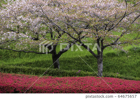 Flowers Flowers 64675657