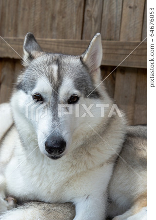 Siberian husky relaxing with day care