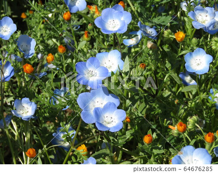 Nemophila blue flower like a child's smile Nemophila blue flower like a child's smile 64676285
