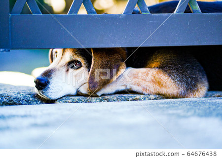 Dog looking under the gate Dog looking under the gate 64676438