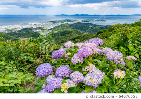 Aichi Prefecture view from Mt. Sangane Hydrangea in early summer Mikawa Bay 64676555