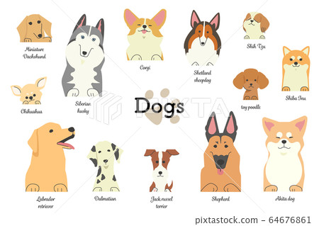 各種類型的狗的前腿(有類型) 各種類型的狗的前腿(有類型) 64676861