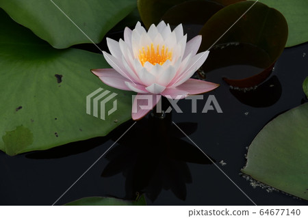 粉紅羊花 粉紅羊花 64677140