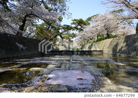 西宮的櫻花勝地淑川川公園 64677299