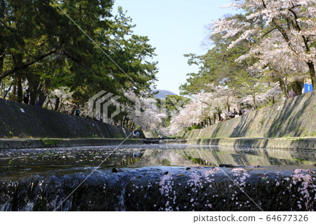 Nishinomiya's cherry blossom spot Shukugawa Park 64677326