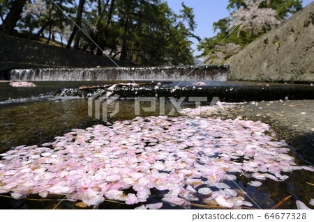 Nishinomiya's cherry blossom spot Shukugawa Park 64677328