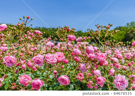 Rose flowered Jindai Botanical Garden Tokyo Rose flowered Jindai Botanical Garden Tokyo 64678535