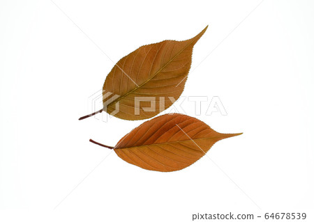 雙櫻桃樹葉 64678539