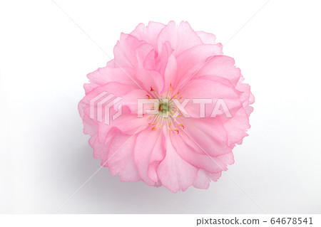 Double cherry blossom petals 64678541